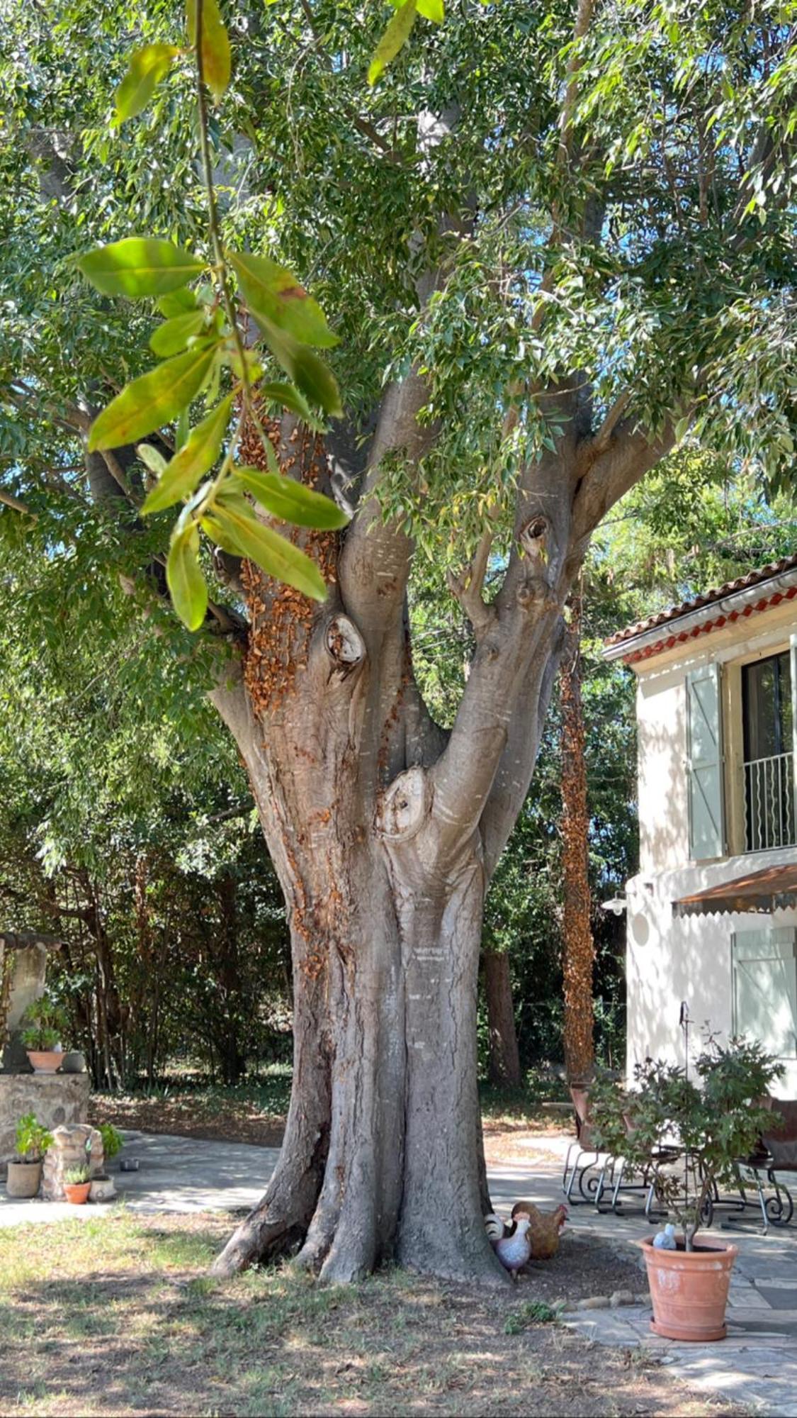 Alpilles Camargue Mas Falabrego Raphèle Extérieur photo